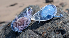 Load image into Gallery viewer, Moss Seashells w/Amethyst or Crackle Quartz &amp; Selenite Crystals
