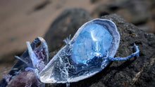 Load image into Gallery viewer, Moss Seashells w/Amethyst or Crackle Quartz &amp; Selenite Crystals

