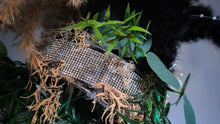 Load image into Gallery viewer, Wall Mount Pampas Grass Arrangement w/Selenite Crystal Shards
