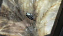 Load image into Gallery viewer, Alberta Velociraptor Fossil Raptor Tooth in Case
