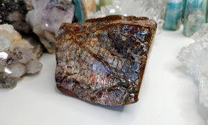 Ammolite Mineral Fossil Specimen