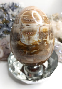 Petrified Wood Fossilized Egg with Crystal Stand