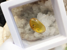 Load image into Gallery viewer, Polished Amber with Insect in Display Case

