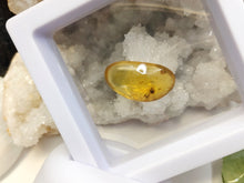 Load image into Gallery viewer, Polished Amber with Insect in Display Case
