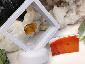 Polished Amber with Insect in Display Case