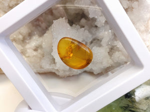 Polished Amber with Insect in Display Case