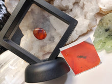 Load image into Gallery viewer, Polished Red Amber with Insect in Display Case
