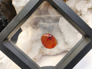 Polished Red Amber with Insect in Display Case