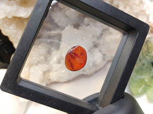Polished Red Amber with Insect in Display Case