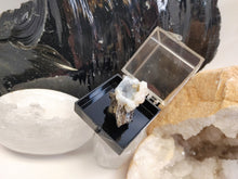 Load image into Gallery viewer, Swamp Cypress with Chalcedony in Display Case
