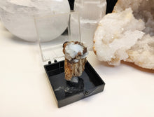 Load image into Gallery viewer, Swamp Cypress with Chalcedony in Display Case
