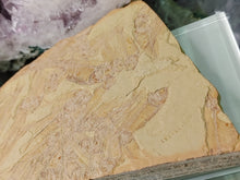 Load image into Gallery viewer, Fossil Plate with Knightia Schooling Fish
