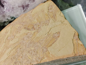 Fossil Plate with Knightia Schooling Fish