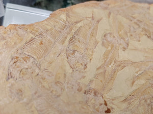 Fossil Plate with Knightia Schooling Fish